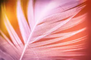 Nabídka Práce Nymburk